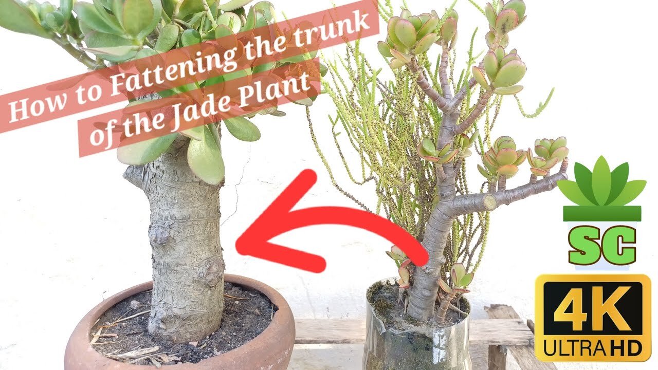 How to fatten the jade plant