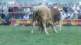 Šmit od Kajtaza vs Cvijan od Fazlihodžića Goduša 2025