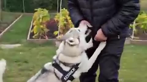 Incredible: Animal warning to humans #dogs #rescue #animals
