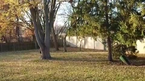 fatty demon pig - 2025 - YT - USA - November 16th or November 15th part 001