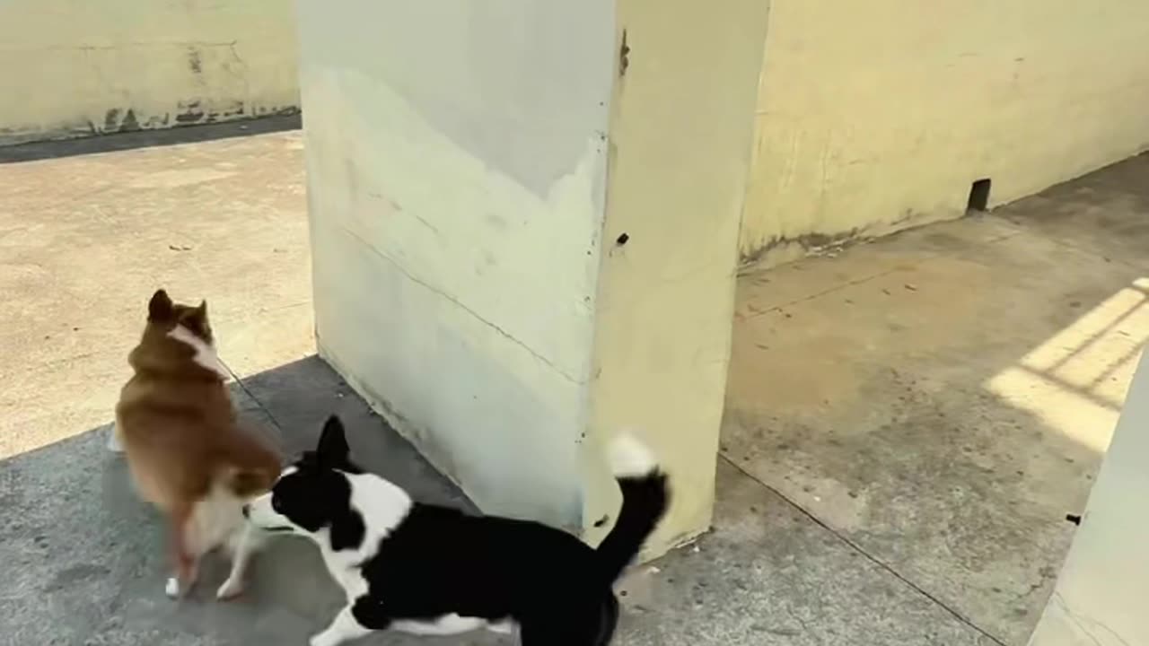 Can't catch them!
