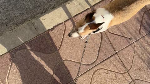 Dog's Shadow Looks Like a Donkey