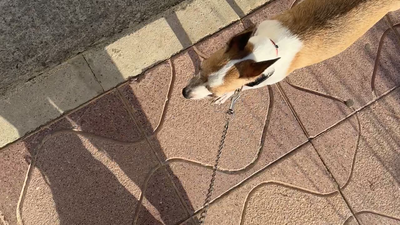 Dog's Shadow Looks Like a Donkey