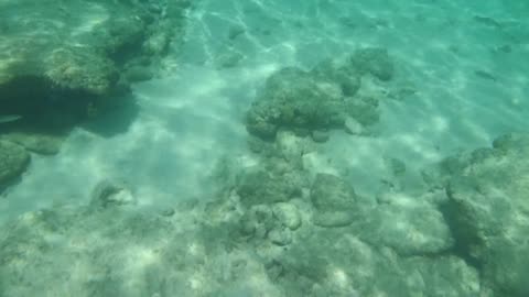Caribbean Reef Adventure Begins