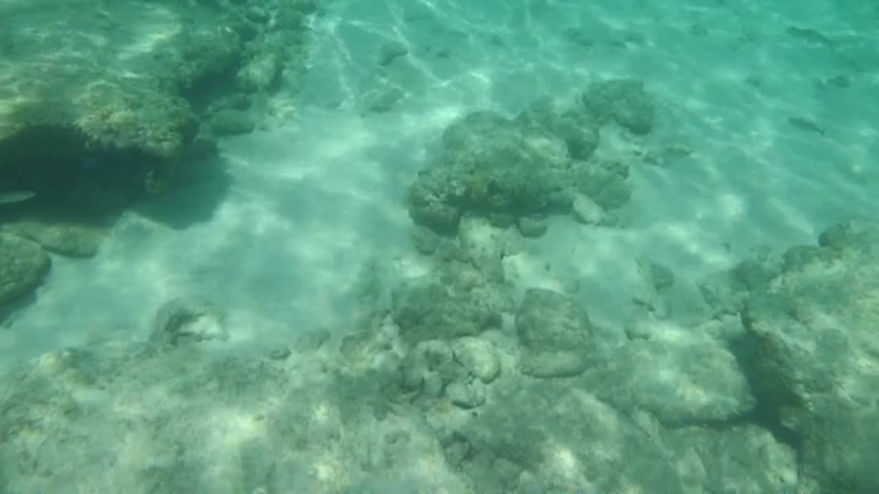 Caribbean Reef Adventure Begins