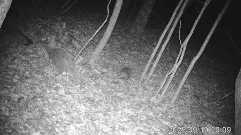 Armadillo