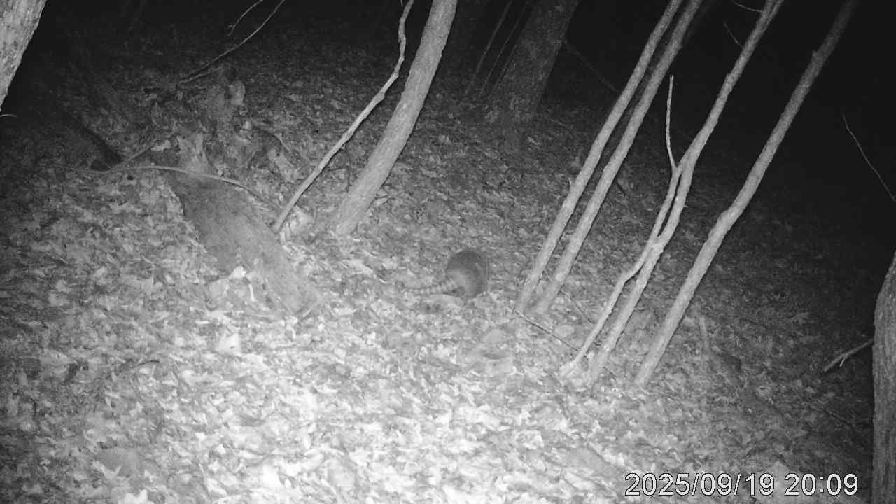 Armadillo