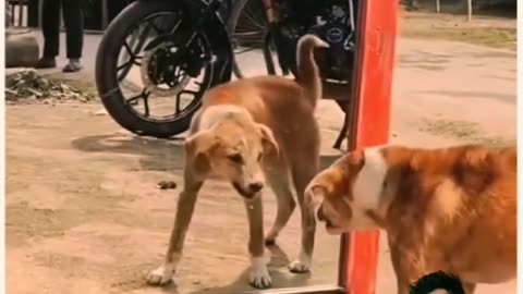 #Dog Funny reels# dog love # dog dance# dog funny # plz watch and follow