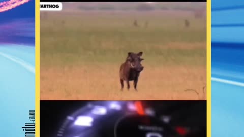 "A master of escape from predators! Here is the incredible speed of the wild boar!"