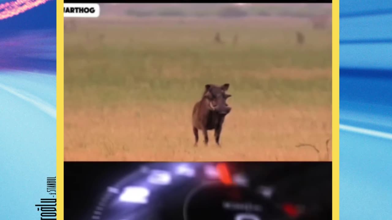 "A master of escape from predators! Here is the incredible speed of the wild boar!"