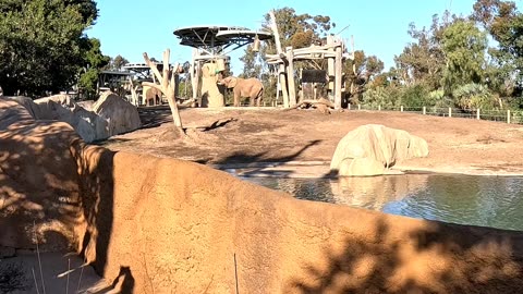 Elephant eating at the San Diego Zoo