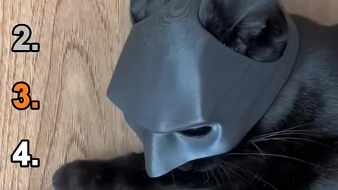 Top 5 Funniest CAT MOMENTS #shorts