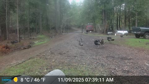 Turkeys Fighting for Territory