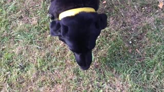 😂🎾 You Won't Believe What This Pooch Does With Tennis Balls! | FunFM