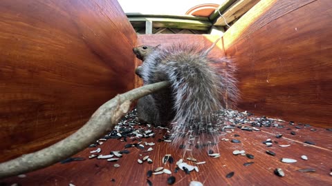 Squirrel saw the attack coming.