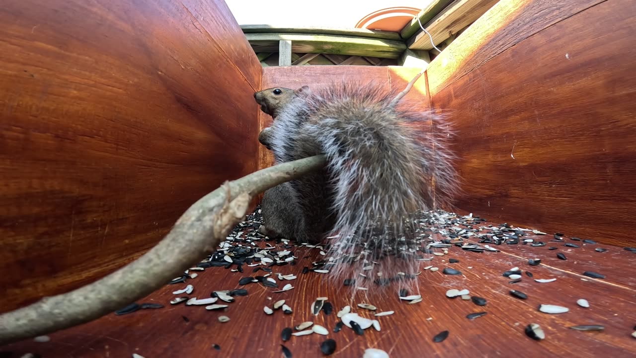Squirrel saw the attack coming.