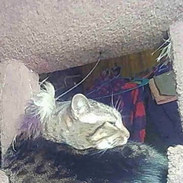 EA S130 - This Is Peace