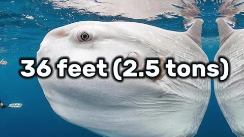 Top 5 Largest Sea Animals Ever Discovered