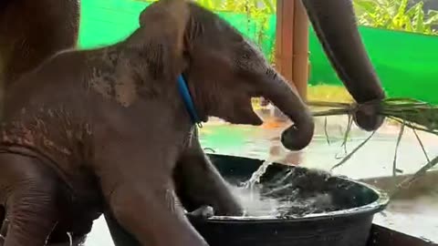 "Baby Elephant Splashing in the Tub with Mother!"