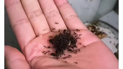 Cute / tiny animals doing big things