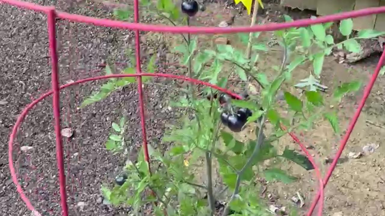 Garden 2025 Update 6