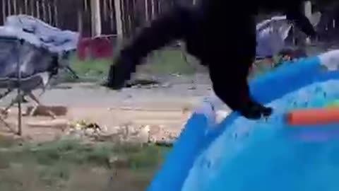 Cats love water.