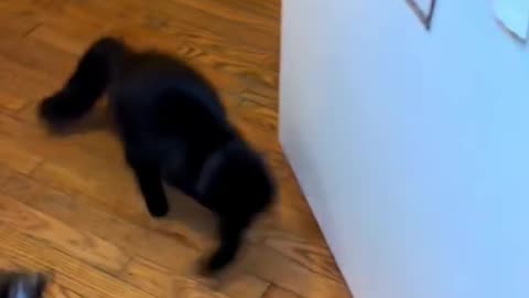 interactive cat chase ball