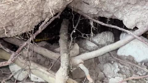 🤯✨ You Won't Believe What I Found Above a Geocache! | FeedMyCuriosity