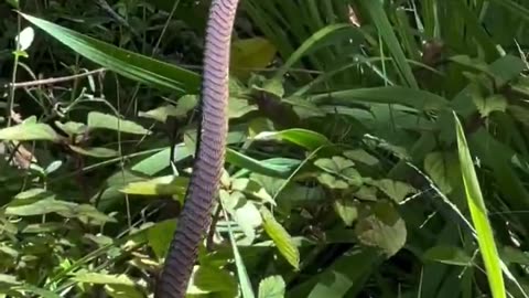 This Kamala Harris “Headquarters” announcement is the FAKEST thing I’ve seen since