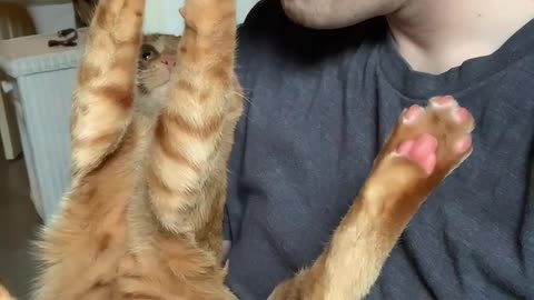 George the Cat Steals My Glasses