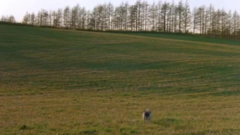 103. The Adventures of Milo and Otis