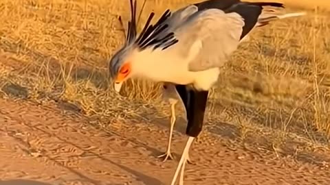 Secretary Bird Kicks a Cobra