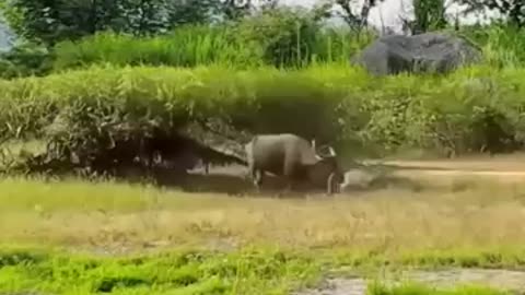 Wild buffalo fight against leopard to save her baby