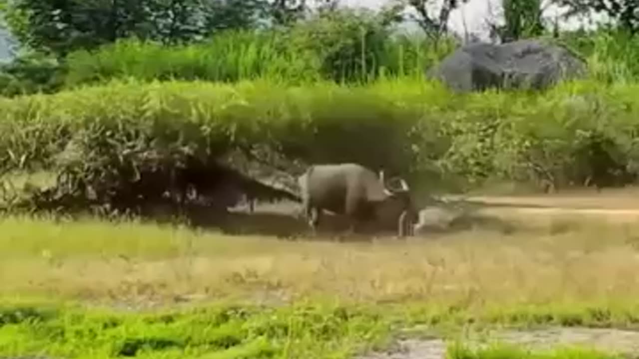 Wild buffalo fight against leopard to save her baby