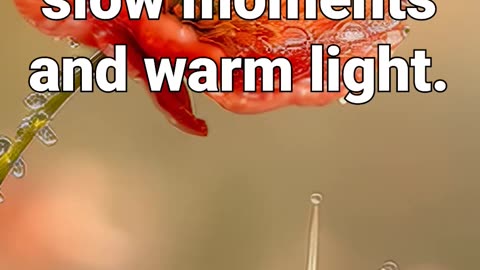 Subscribe for more slow moments and warm light #snail #meditationaid #anxiety #relaxing #healing