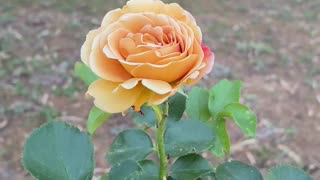 Beautiful Rose at Jaya