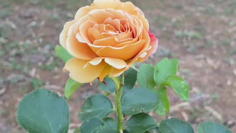 Beautiful Rose at Jaya