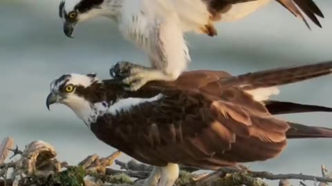 🦅 The smartest birds on the planet: falcons! These birds display remarkable