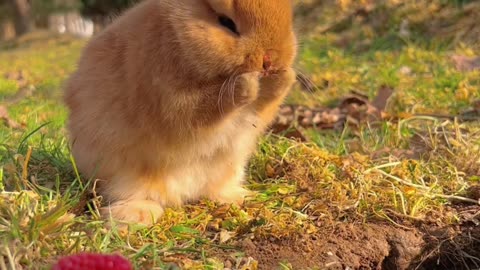 Strawberry squirrel