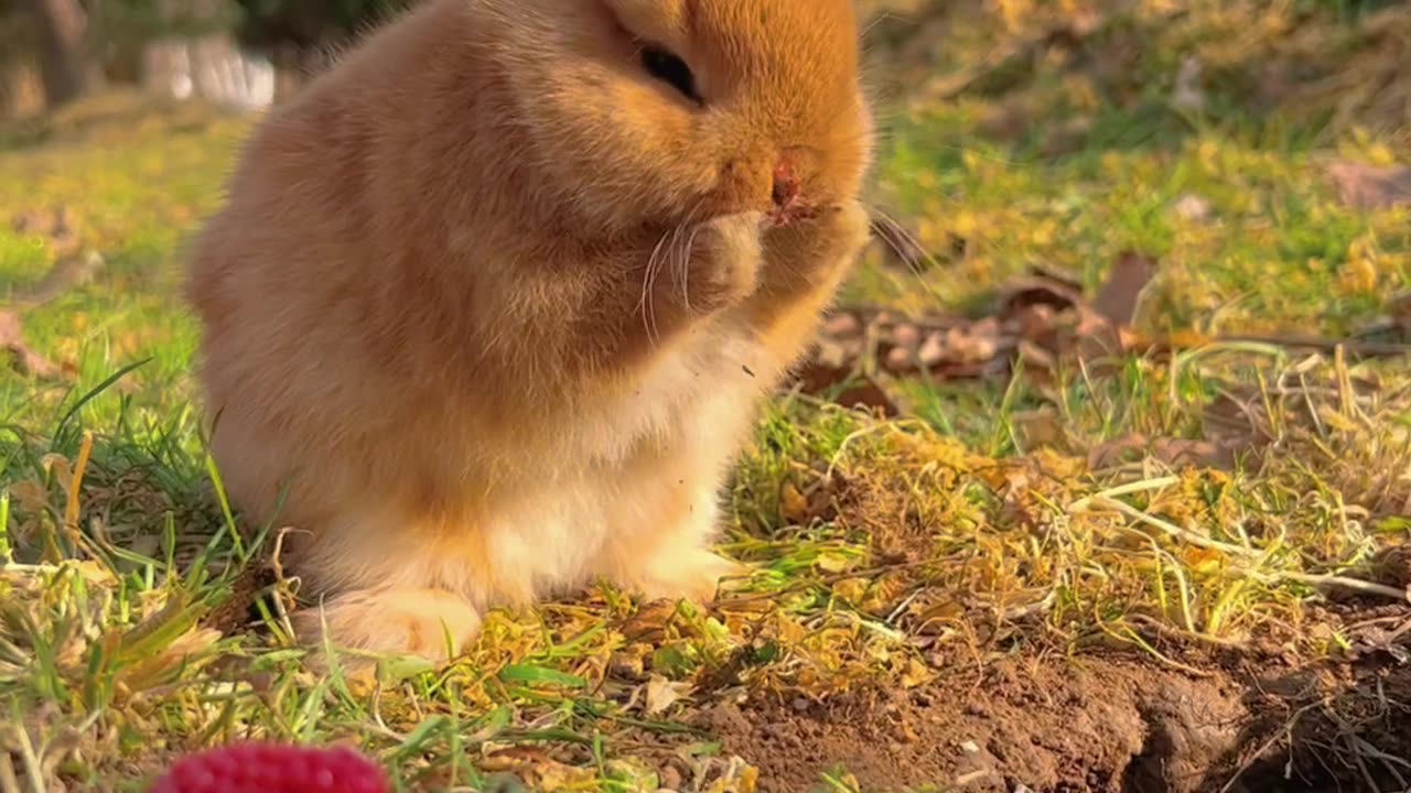 Strawberry squirrel