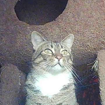 EA S190 - The Biscuit's Always Watching