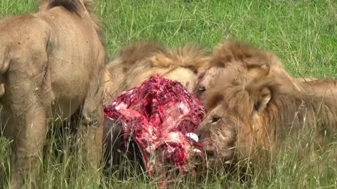 A Feast For Lions