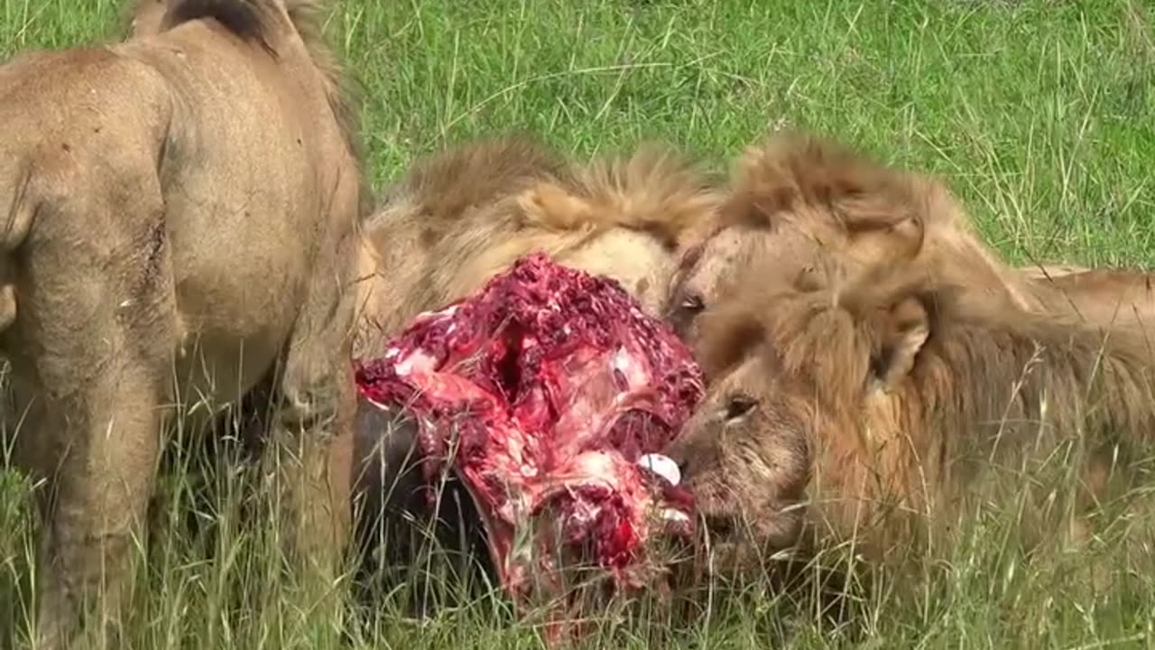 A Feast For Lions