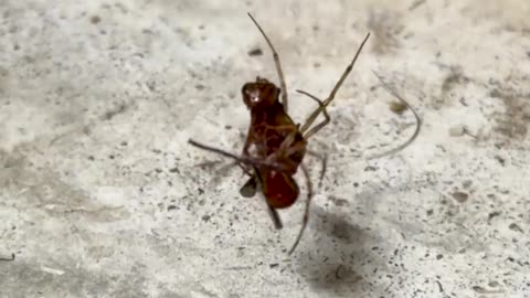 🤯🕷️ You Won't Believe How This Spider Attacks and Carries Away a Wasp! | FeedMyCuriosity
