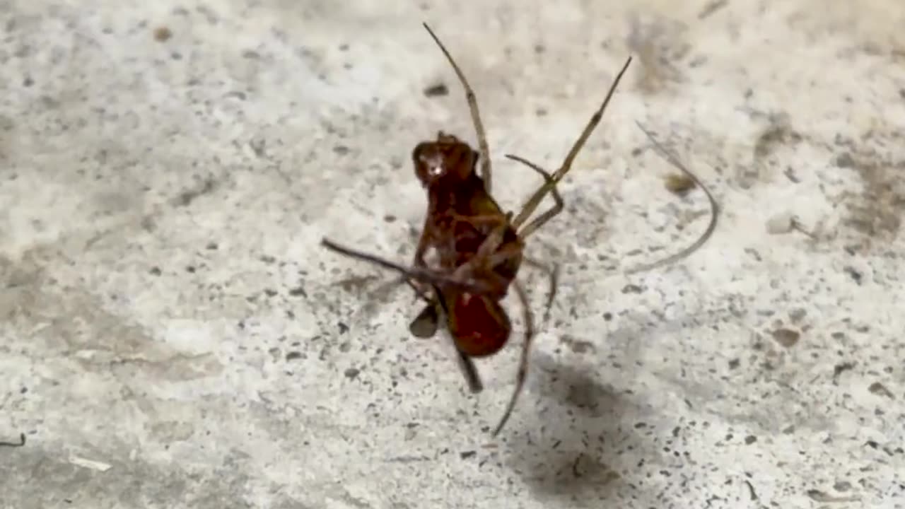 🤯🕷️ You Won't Believe How This Spider Attacks and Carries Away a Wasp! | FeedMyCuriosity