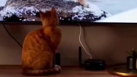 Cats and Their Most Adorable Fails