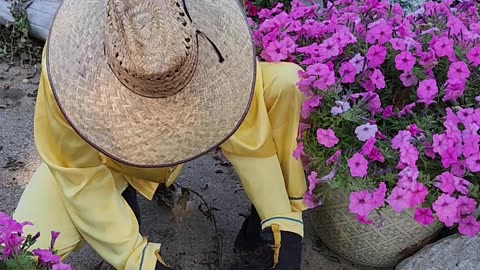 Demonstrating how to half a tall ornamental grass