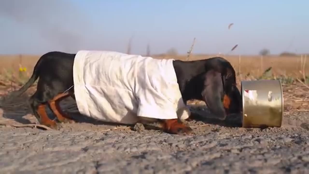 Funny Dachshund Dog Video!