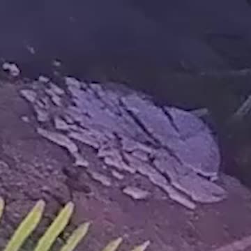 Who Acts Like This??