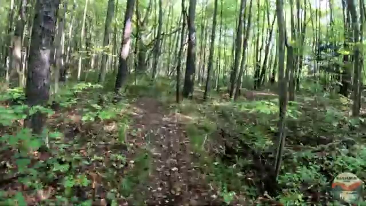 NCT 100 WILDERNESS Hike | Hike POV, ASMR